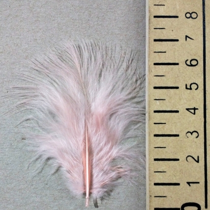 Pluma marabu mini x 50 unid